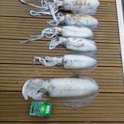 フィッシングボートACE(エース) 釣果