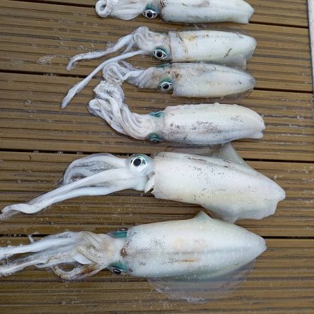 フィッシングボートACE(エース) 釣果