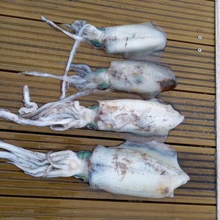 フィッシングボートACE(エース) 釣果