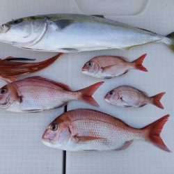 フィッシングボートACE（エース） 釣果