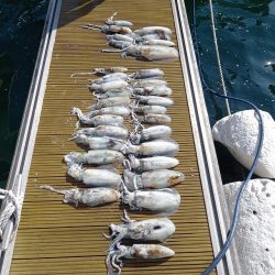 フィッシングボートACE(エース) 釣果