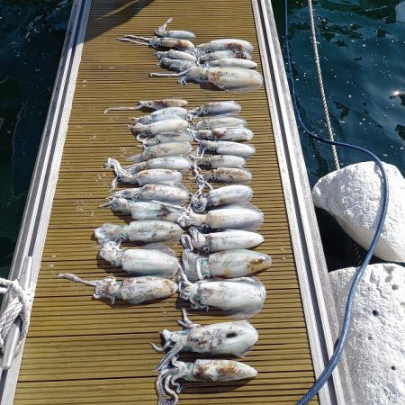 フィッシングボートACE(エース) 釣果