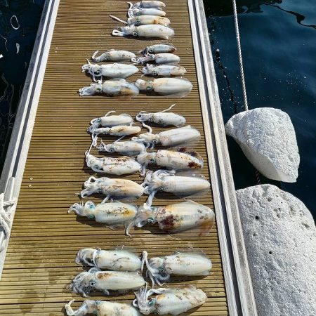 フィッシングボートACE(エース) 釣果