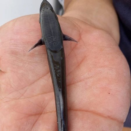 フィッシングボートACE(エース) 釣果