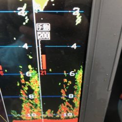 深川 吉野屋 釣果