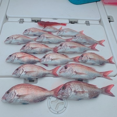 フィシングボートAir(エアー) 釣果