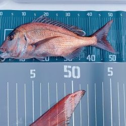 フィシングボートAir(エアー) 釣果