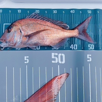 フィシングボートAir(エアー) 釣果