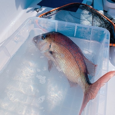 フィシングボートAir(エアー) 釣果