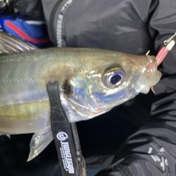 フィシングボートAir(エアー) 釣果