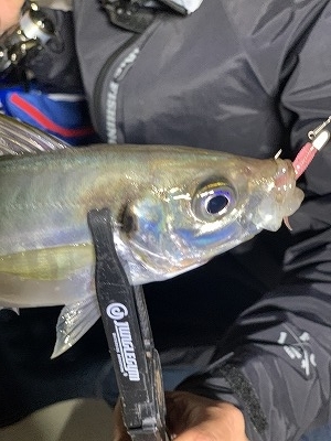 フィシングボートAir(エアー) 釣果