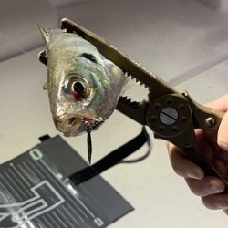 フィシングボートAir(エアー) 釣果