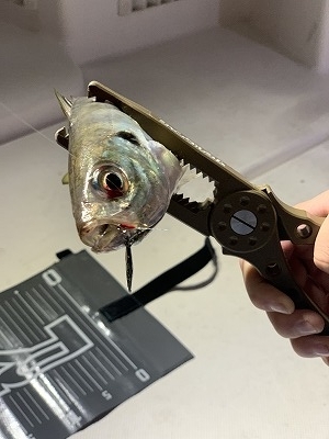 フィシングボートAir(エアー) 釣果