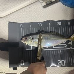 フィシングボートAir(エアー) 釣果