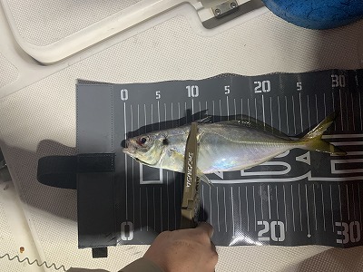 フィシングボートAir(エアー) 釣果