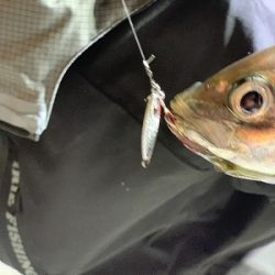 フィシングボートAir(エアー) 釣果