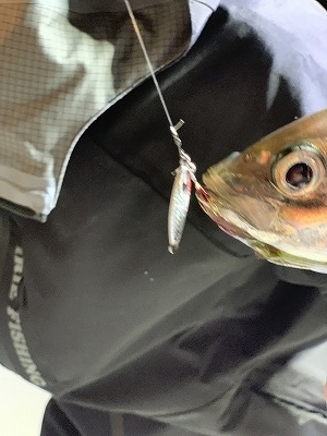 フィシングボートAir(エアー) 釣果