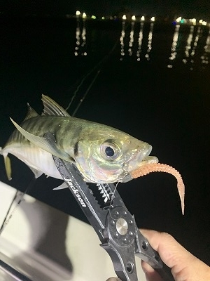 フィシングボートAir(エアー) 釣果