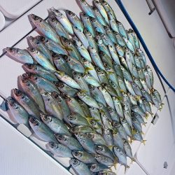 フィシングボートAir(エアー) 釣果