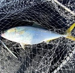 オーシャンズ　京都 釣果