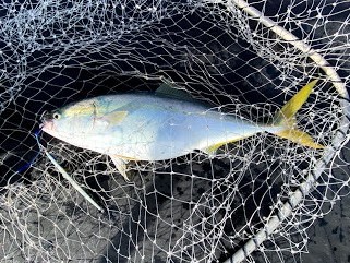 オーシャンズ　京都 釣果