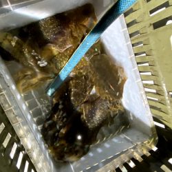 オーシャンズ　京都 釣果