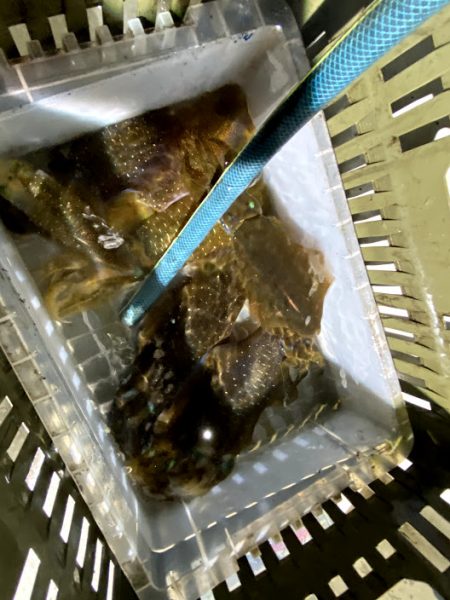 オーシャンズ　京都 釣果