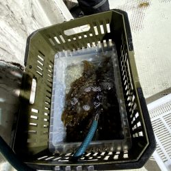 オーシャンズ　京都 釣果