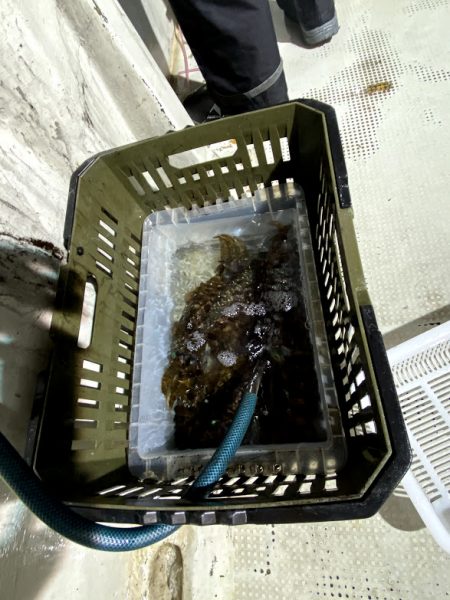 オーシャンズ　京都 釣果