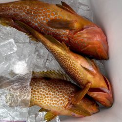 オーシャンズ 京都 釣果