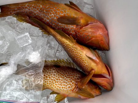 オーシャンズ 京都 釣果