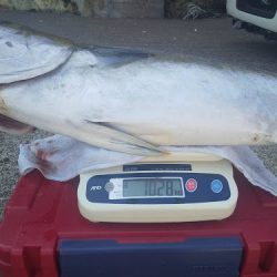 オーシャンズ　京都 釣果