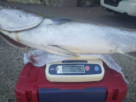 オーシャンズ　京都 釣果