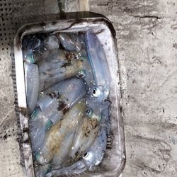 オーシャンズ　京都 釣果