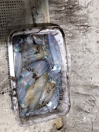 オーシャンズ　京都 釣果