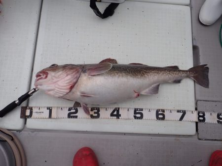 Aquanaut(アクアノート) 釣果