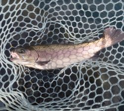 朝霞ガーデン 釣果