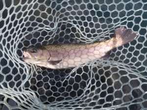 朝霞ガーデン 釣果