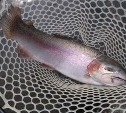 朝霞ガーデン 釣果