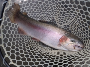 朝霞ガーデン 釣果