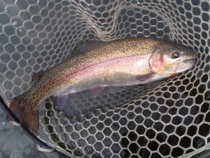 朝霞ガーデン 釣果