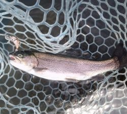 朝霞ガーデン 釣果