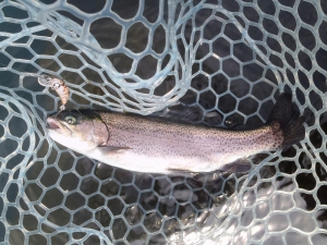 朝霞ガーデン 釣果