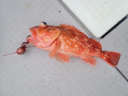 Aquanaut(アクアノート) 釣果