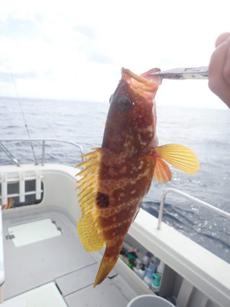 Aquanaut(アクアノート) 釣果