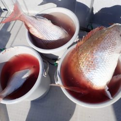 Aquanaut(アクアノート) 釣果