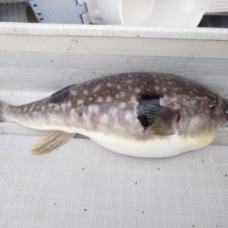 Aquanaut(アクアノート) 釣果