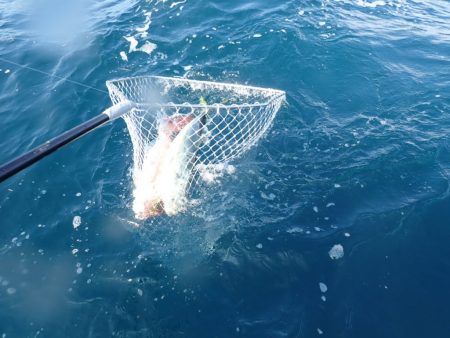 Aquanaut(アクアノート) 釣果