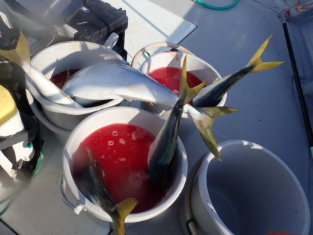 Aquanaut(アクアノート) 釣果