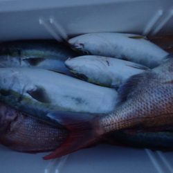 Aquanaut(アクアノート) 釣果